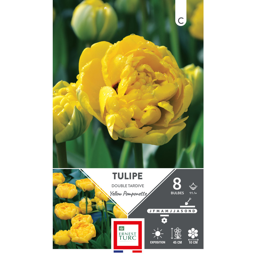 Bulbes de Tulipes doubles tardive Yellow pomponette - coloris jaune x8