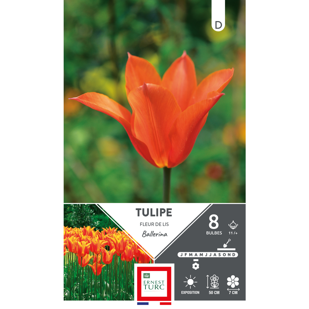 Bulbes de Tulipes fleur de lys Ballerina - coloris orange x8