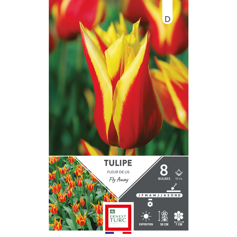 Bulbes de Tulipes fleur de lys Fly away - coloris mixte x8