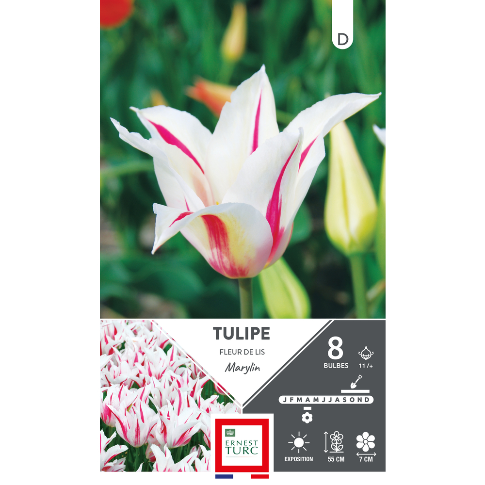 Bulbes de Tulipes fleur de lys Marylin - coloris mixte x8