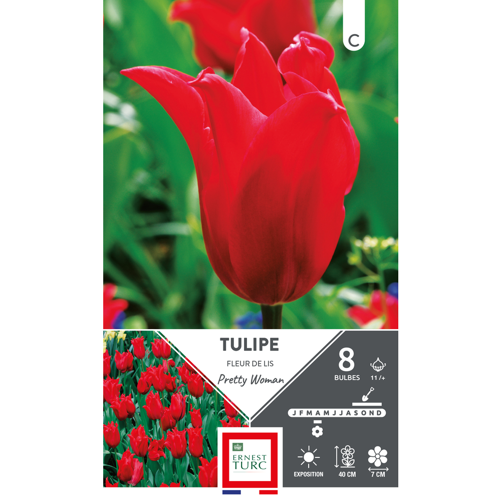 Bulbes de Tulipes fleur de lys Pretty woman - coloris rouge x8
