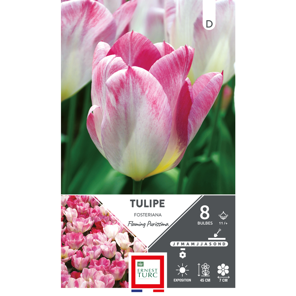 Bulbes de Tulipes fosteriana Flaming purissima - coloris mixte x8