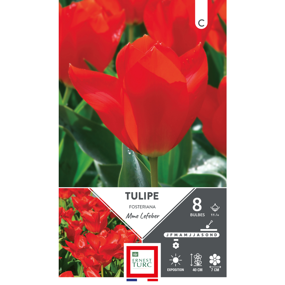 Bulbes de Tulipes fosteriana Mme Lefeber - coloris rouge x8
