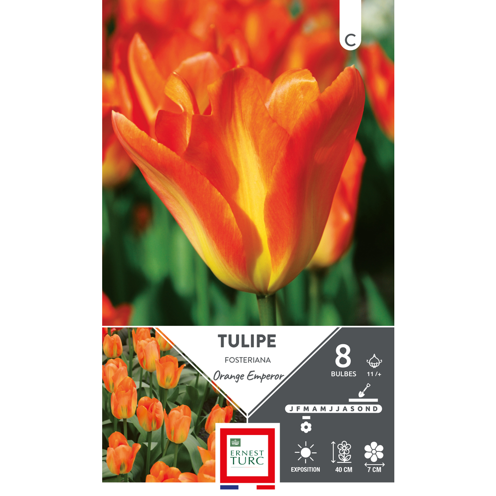 Bulbes de Tulipes fosteriana Orange emperor - coloris mixte x8