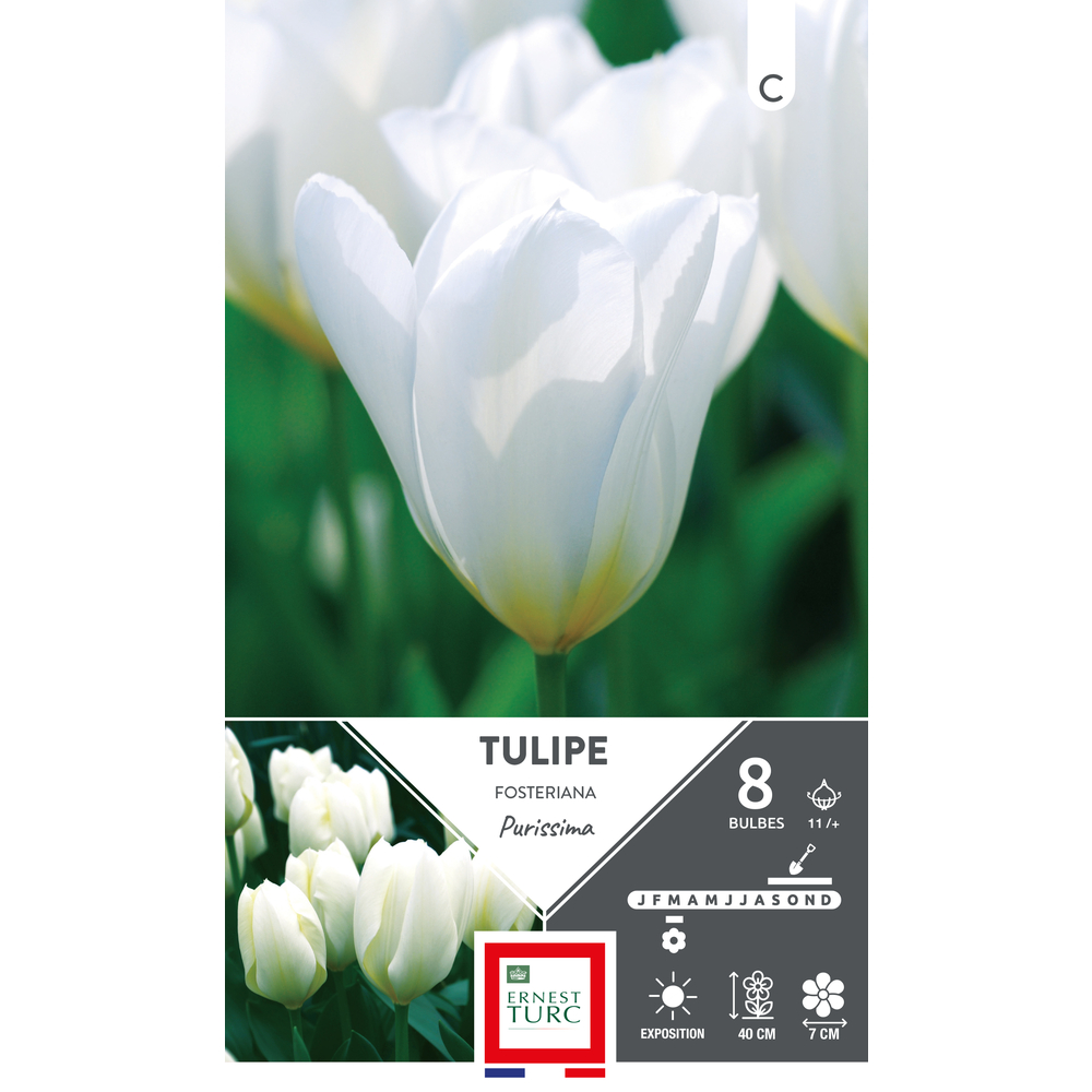 Bulbes de Tulipes fosteriana Purissima - coloris blanc x8
