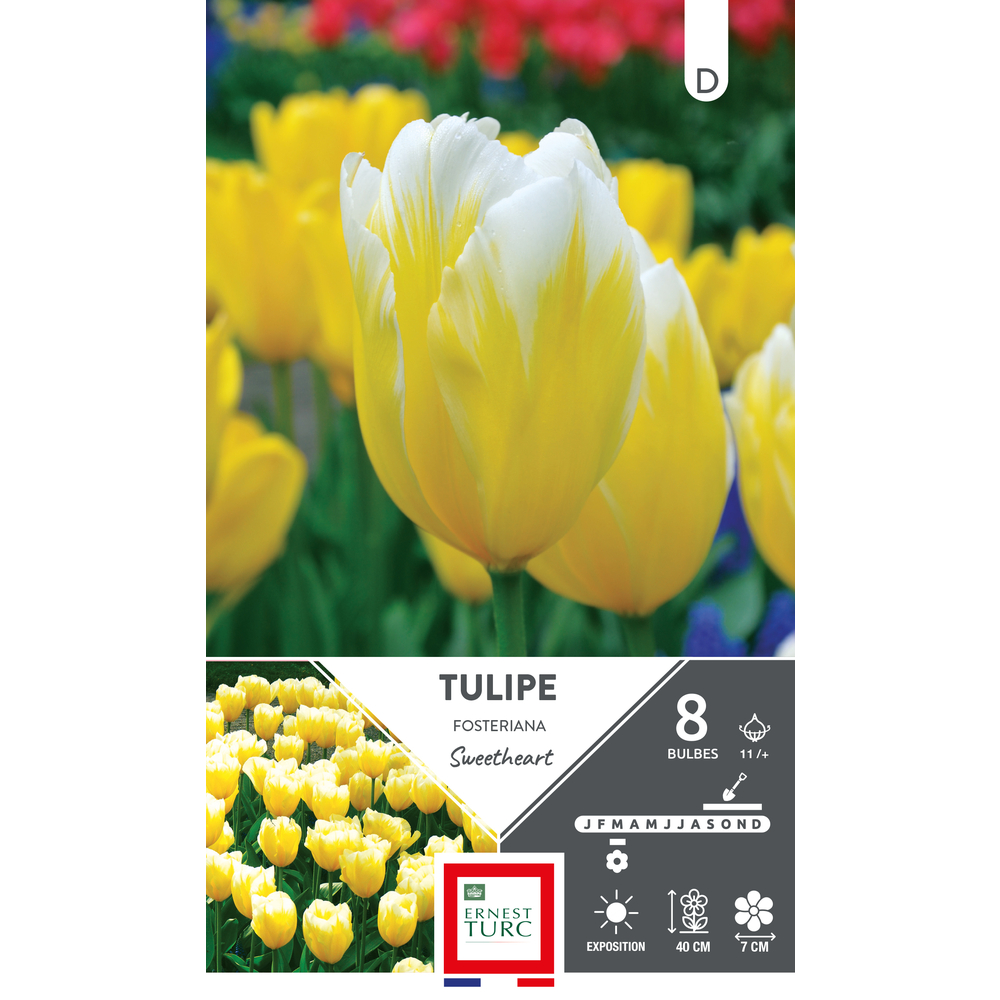 Bulbes de Tulipes fosteriana Sweetheart - coloris mixte x8