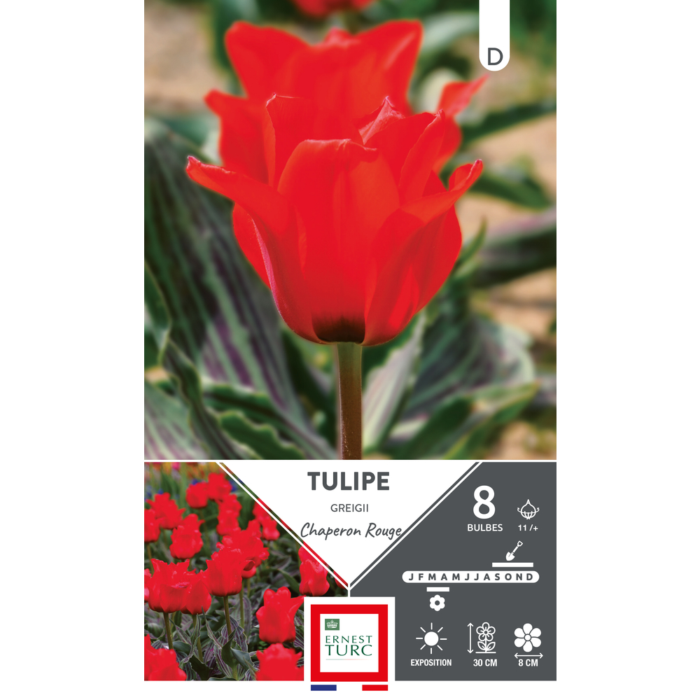 Bulbes de Tulipes Greigii chaperon rouge - coloris rouge x8