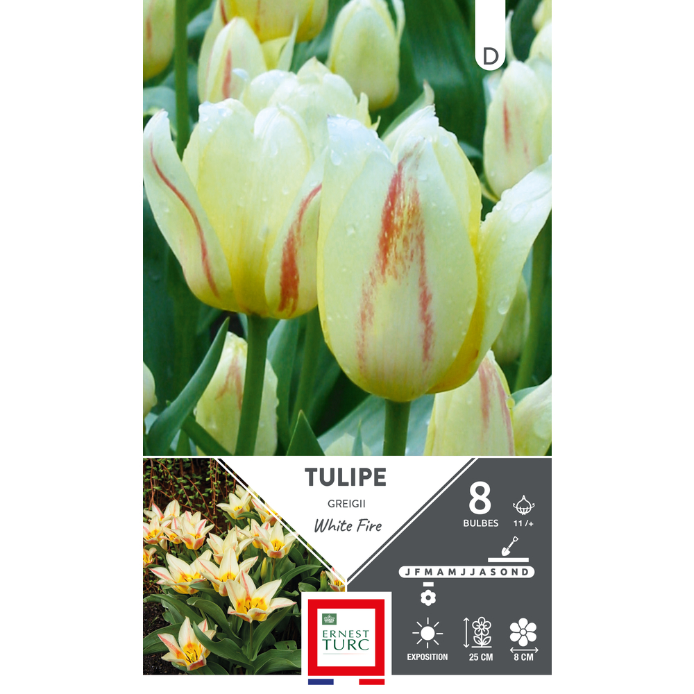 Bulbes de Tulipes Greigii white fire - coloris mixte x8