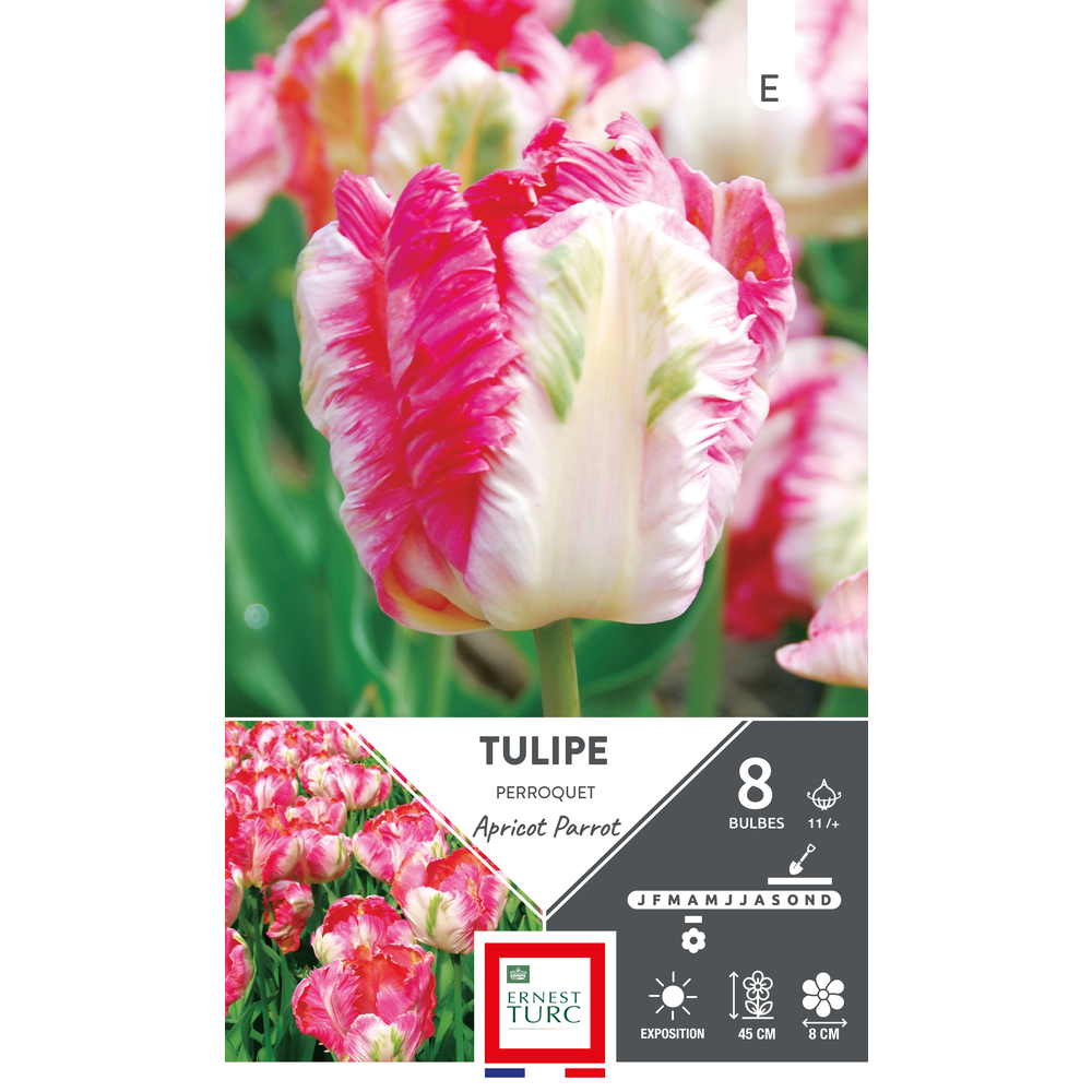 Bulbes de Tulipes Perroquet apricot parrot - coloris mixte x8