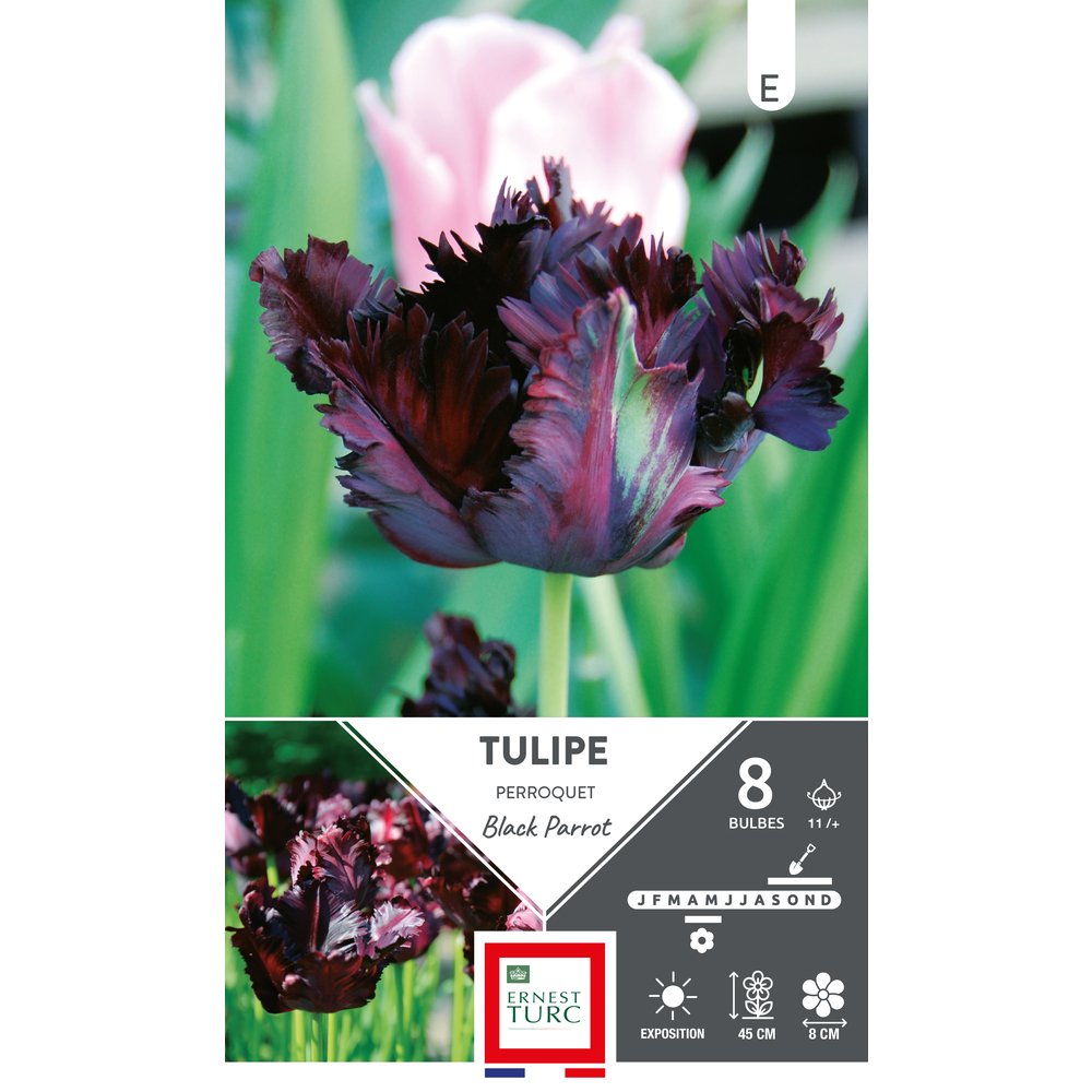 Bulbes de Tulipes Perroquet black parrot - coloris violet x8