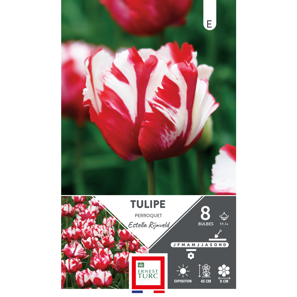 Bulbes de Tulipes Perroquet estella Rijnveld - coloris mixte x8