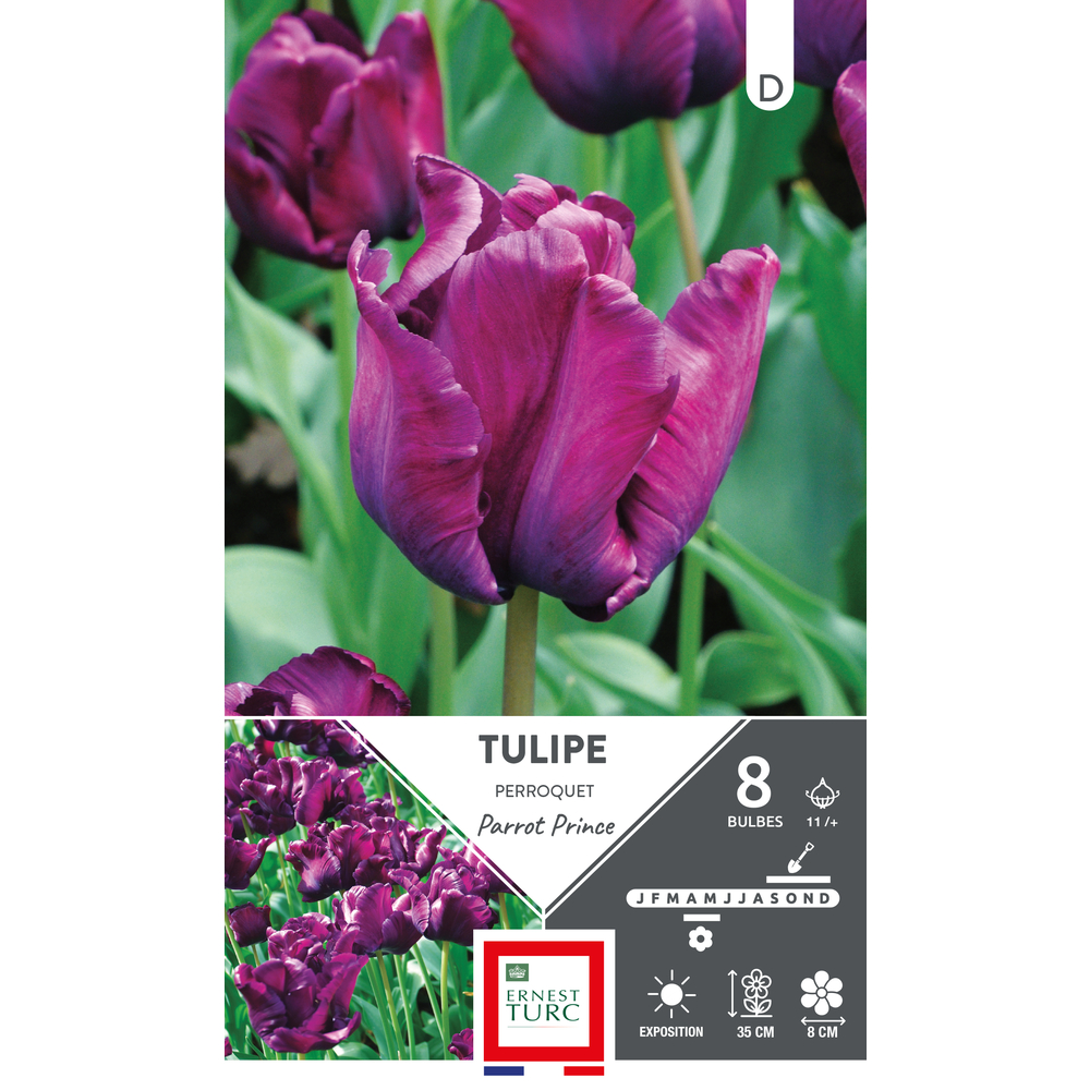 Bulbes de Tulipes Perroquet parrot prince - coloris violet x8