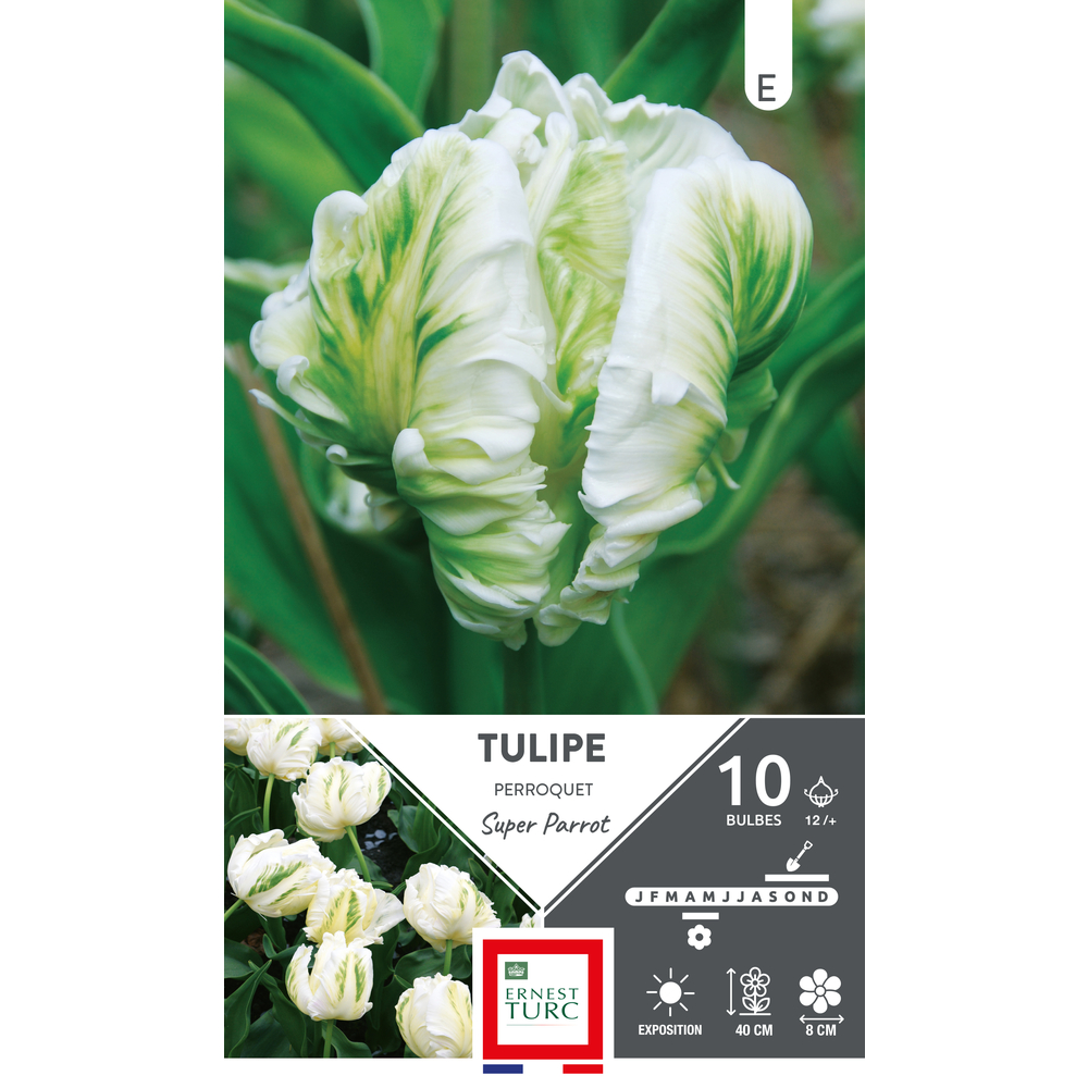 Bulbes de Tulipes Perroquet super parrot - coloris mixte x8