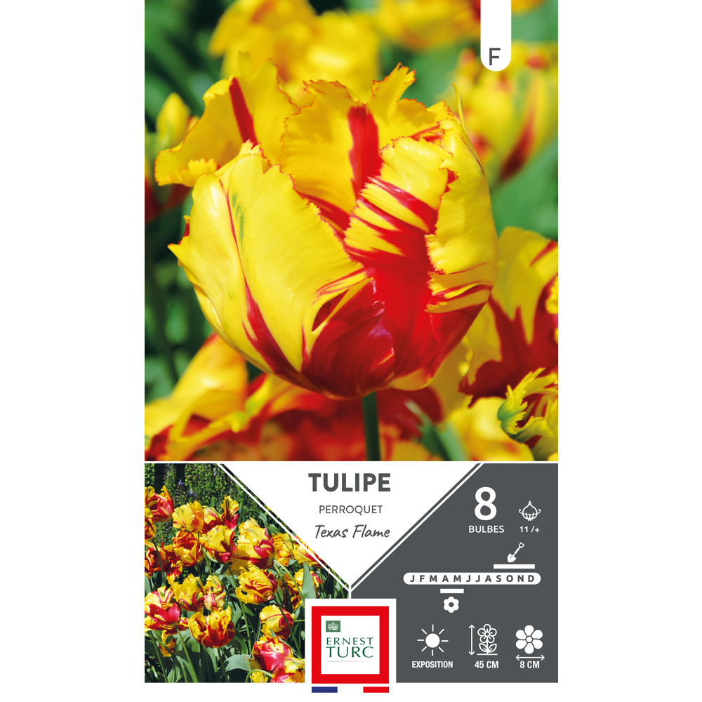 Bulbes de Tulipes Perroquet texas flame - coloris mixte x8