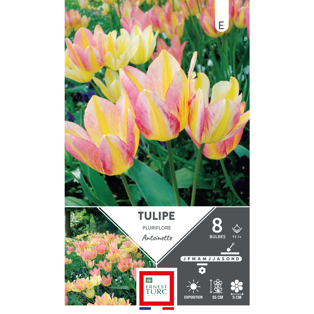Bulbes de Tulipes pluriflore Antoinette - coloris mixte x8