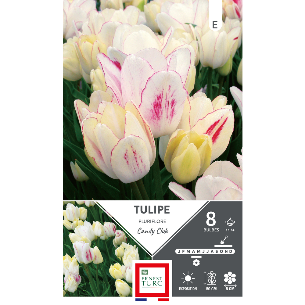 Bulbes de Tulipes pluriflore Candy club - coloris mixte x8