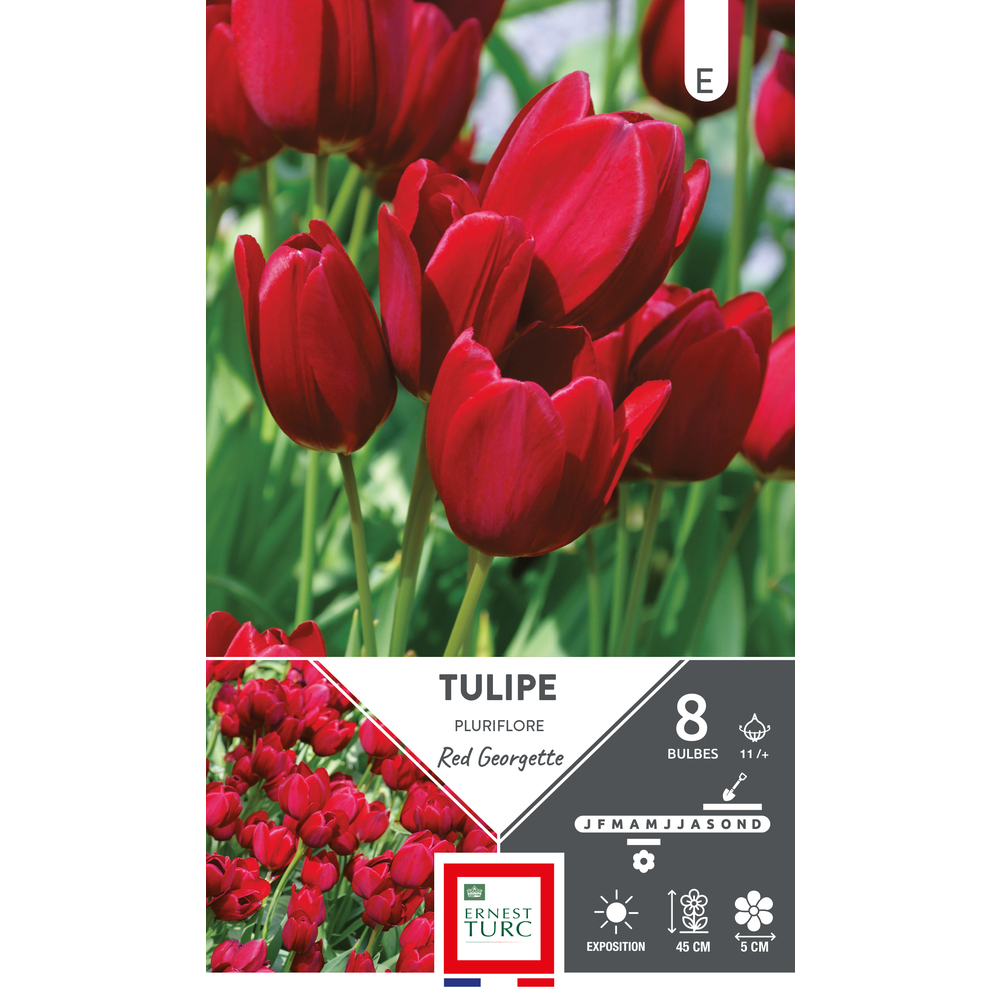 Bulbes de Tulipes pluriflore red Georgette - coloris rouge x8