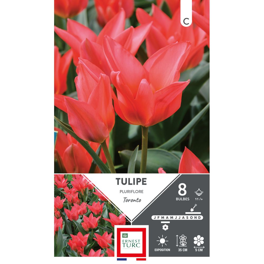 Bulbes de Tulipes pluriflore Toronto - coloris rouge x8