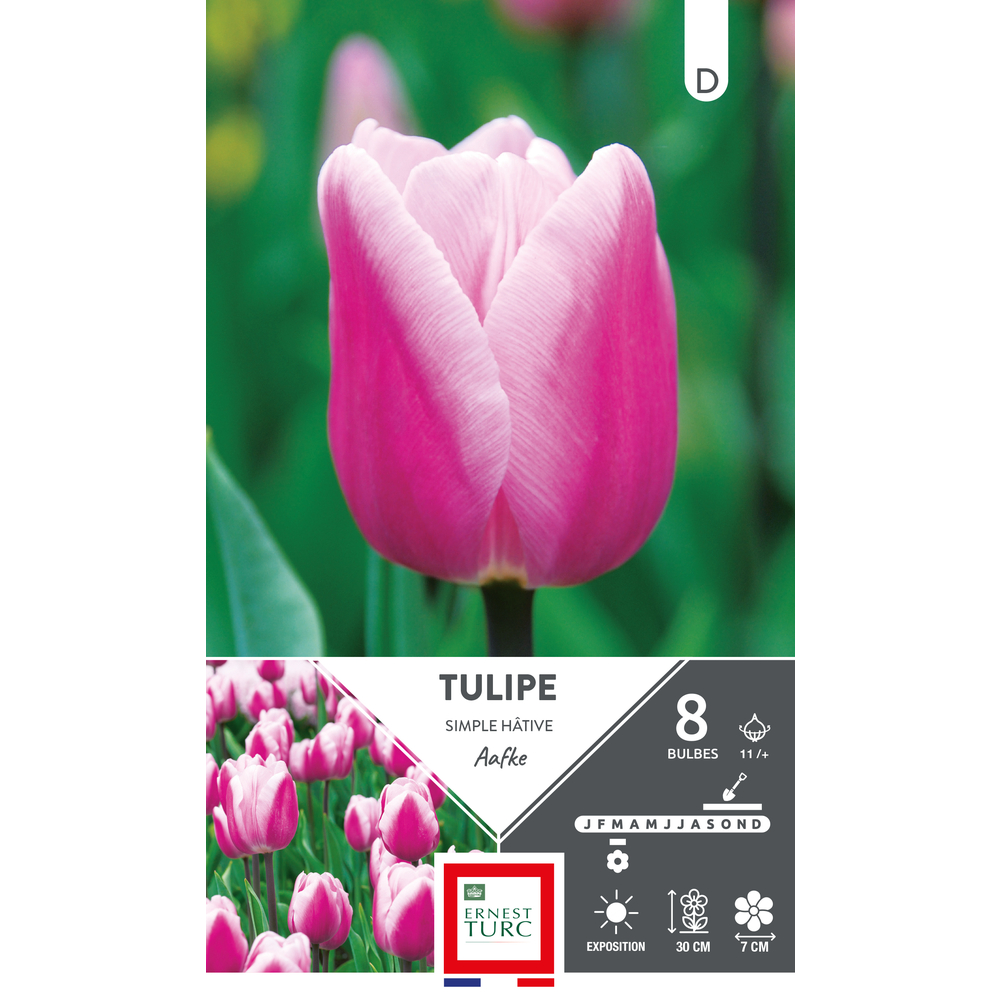 Bulbes de Tulipes simple hâtive Aafke - coloris rose x8