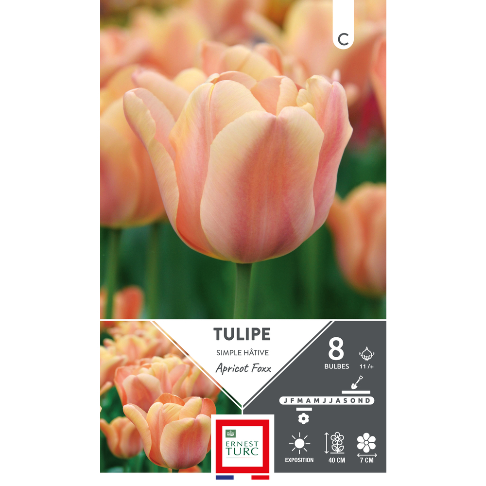Bulbes de Tulipes simple hâtive Apricot foxx - coloris mixte x8