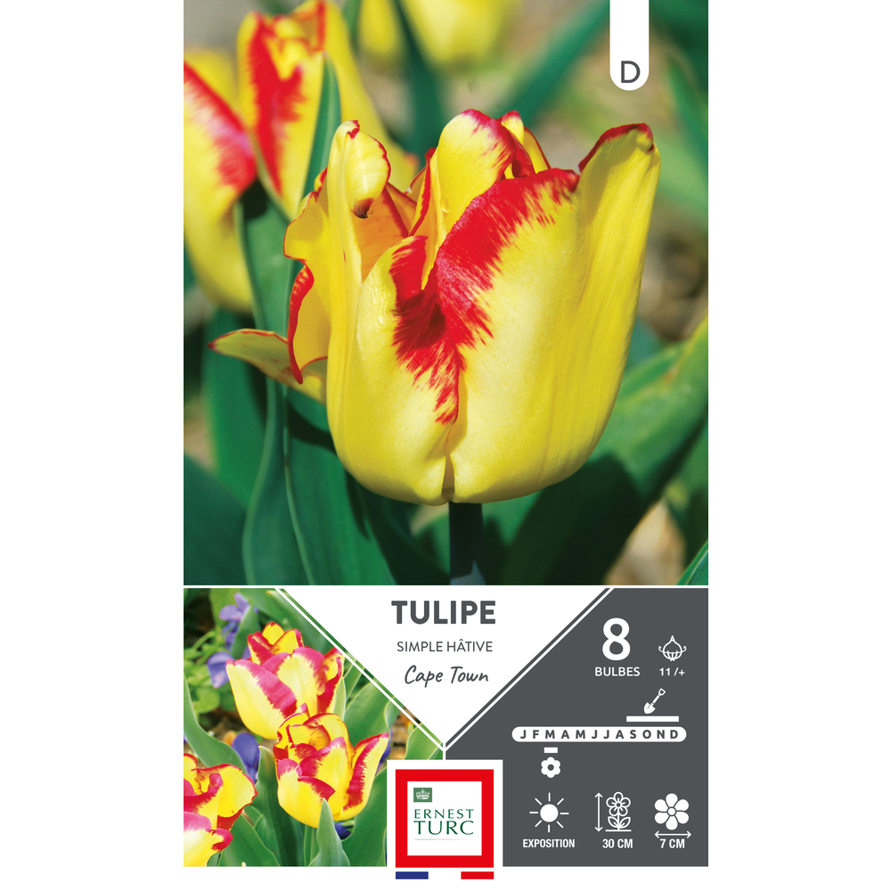 Bulbes de Tulipes simple hâtive Cape town - coloris mixte x8