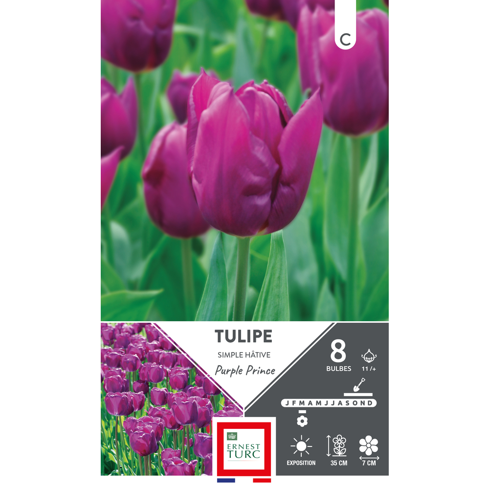 Bulbes de Tulipes simple hâtive Purple prince - coloris rose x8
