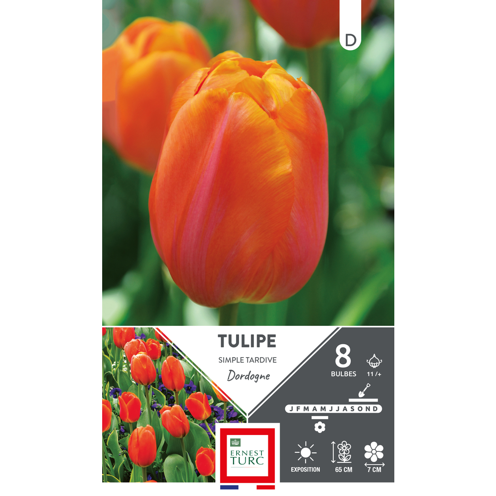 Bulbes de Tulipes simple hâtive Dordogne - coloris orange x8