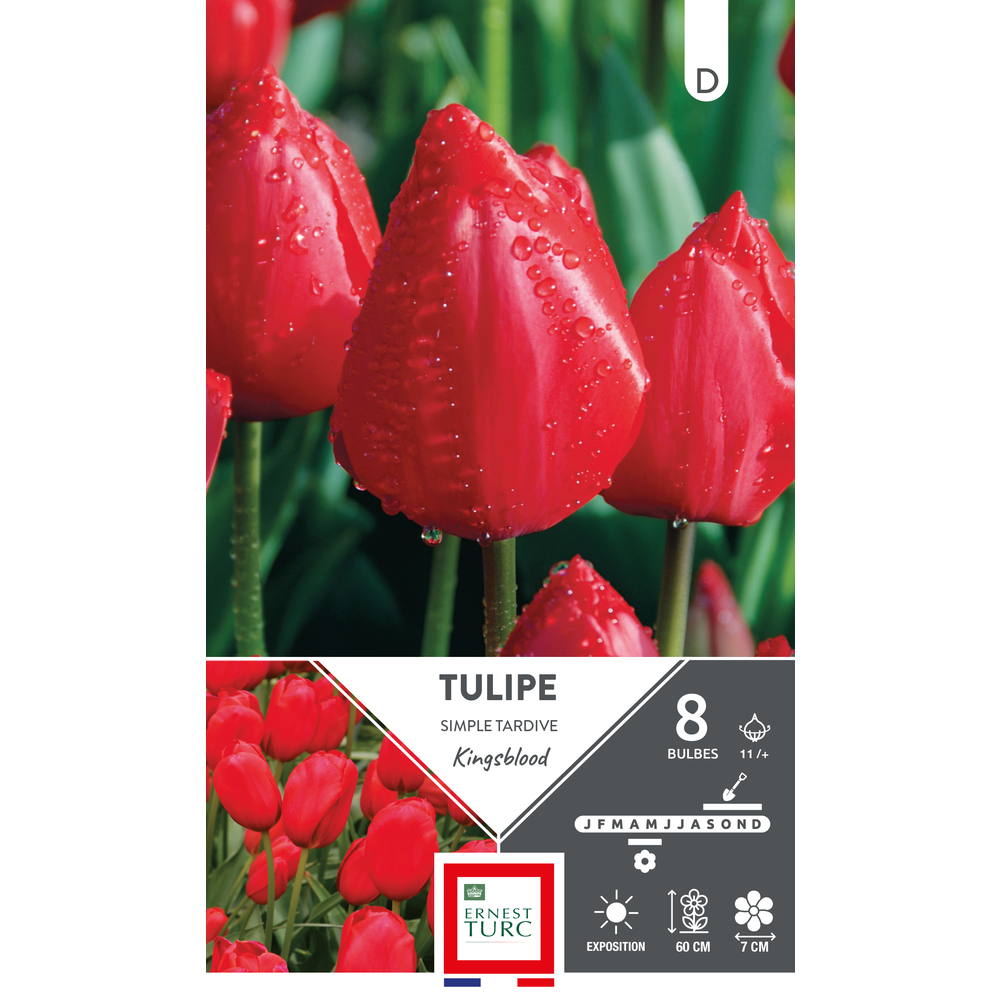 Bulbes de Tulipes simple hâtive Kingsblood - coloris rouge x8