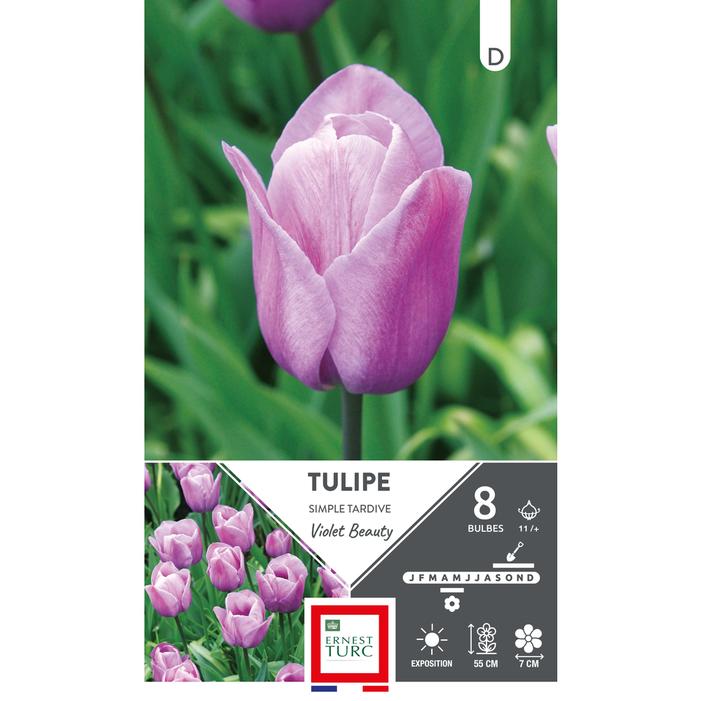 Bulbes de Tulipes simple hâtive Violet beauty - coloris rose x8