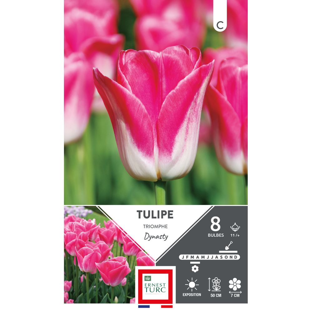 Bulbes de Tulipes Triomphe dynasty - coloris mixte x8