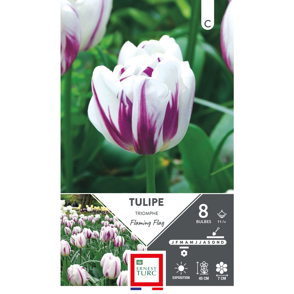 Bulbes de Tulipes Triomphe flaming flag - coloris mixte x8