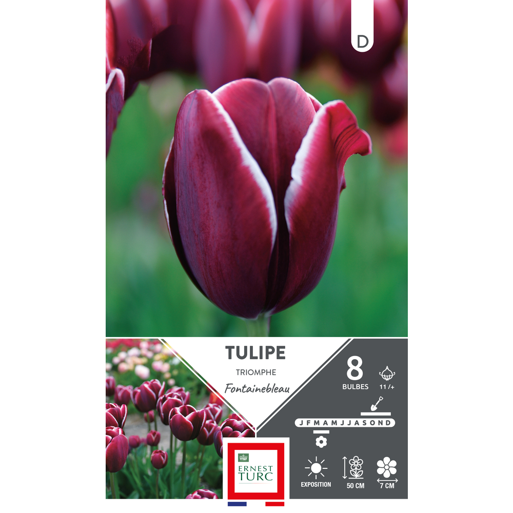 Bulbes de Tulipes Triomphe fontainebleau - coloris mixte x8