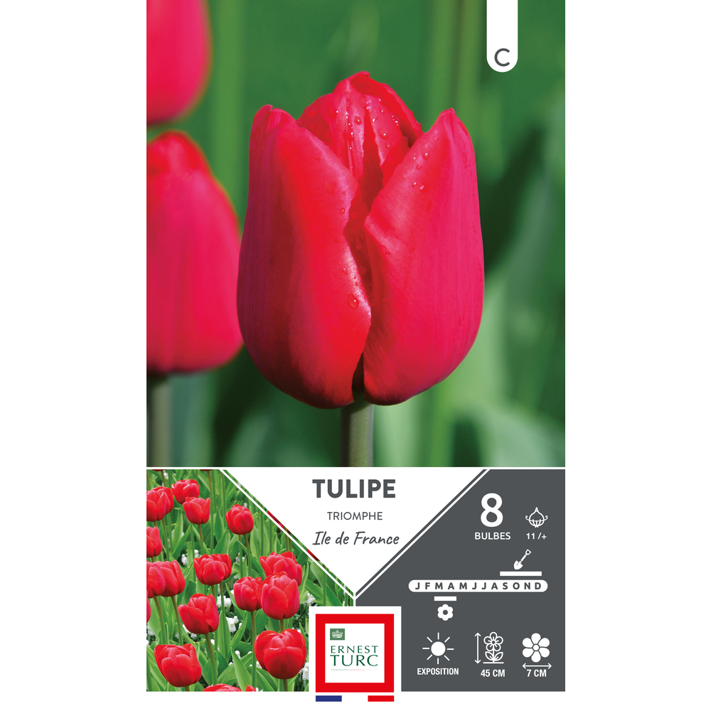 Bulbes de Tulipes Triomphe Ile de France - coloris rouge x8