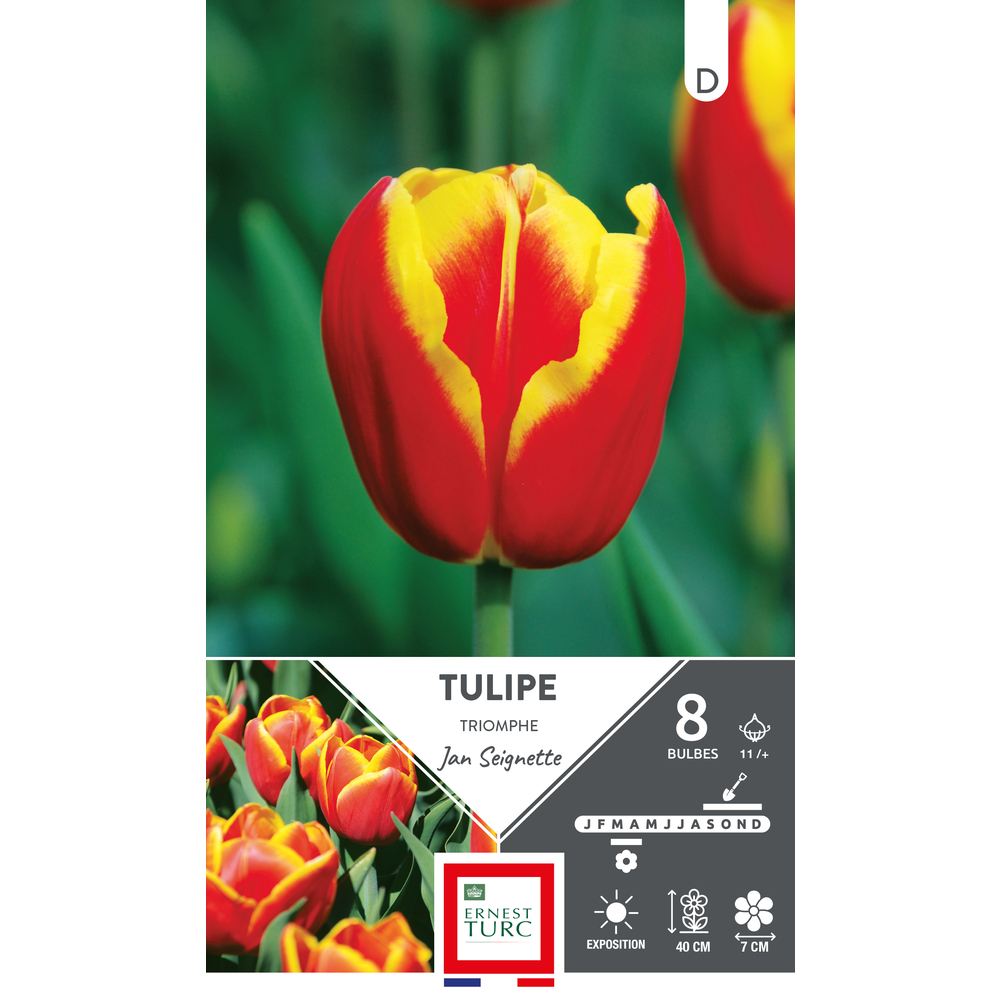 Bulbes de Tulipes Triomphe Jean Seignette - coloris mixte x8