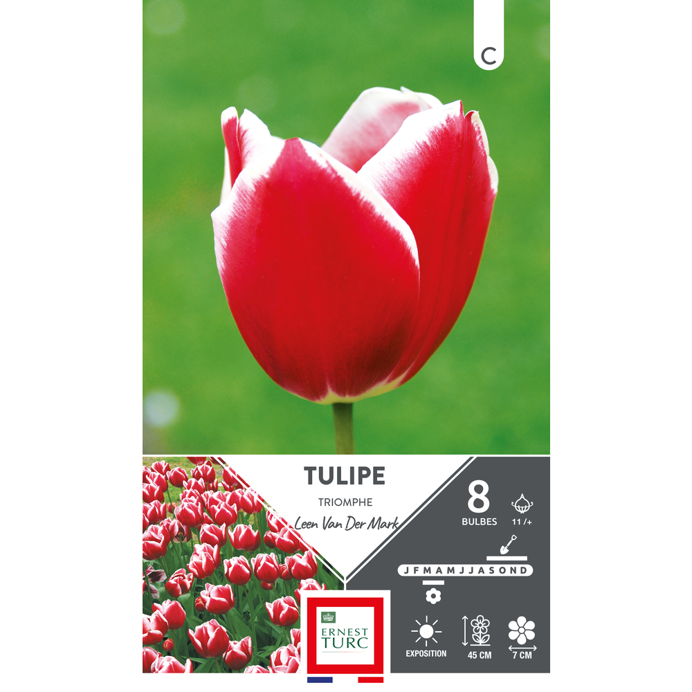 Bulbes de Tulipes Triomphe Léon van der Mark - coloris mixte x8