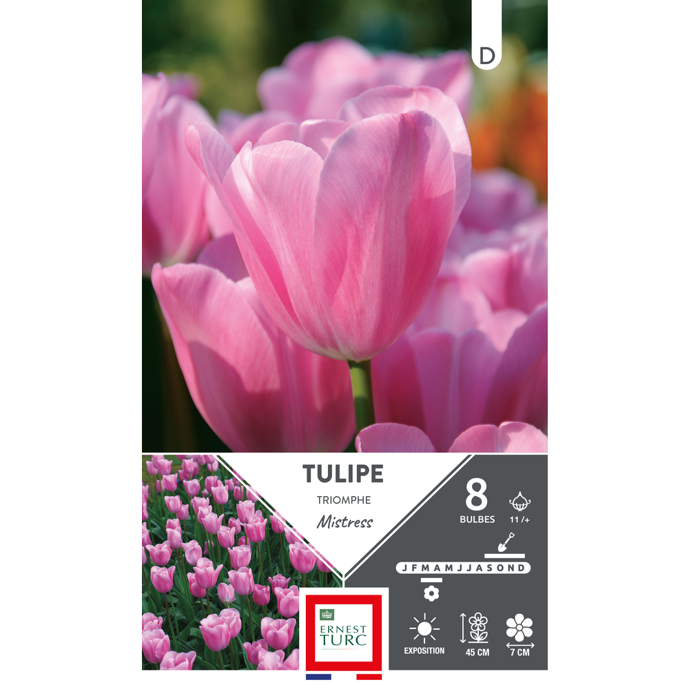 Bulbes de Tulipes Triomphe mistress - coloris rose x8