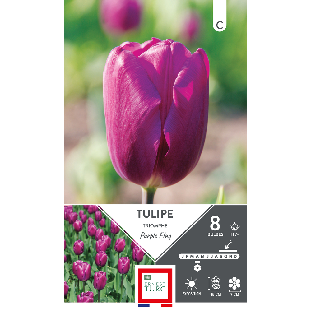 Bulbes de Tulipes Triomphe purple flag - coloris rose x8