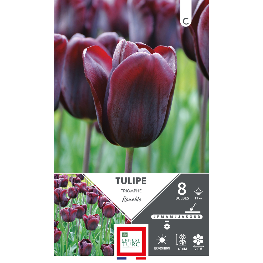 Bulbes de Tulipes Triomphe Ronaldo - coloris bordeaux x8