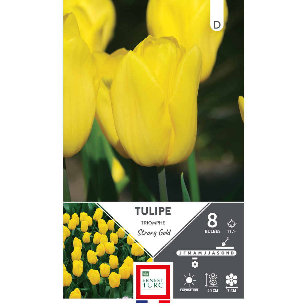 Bulbes de Tulipes Triomphe strong gold - coloris jaune x8