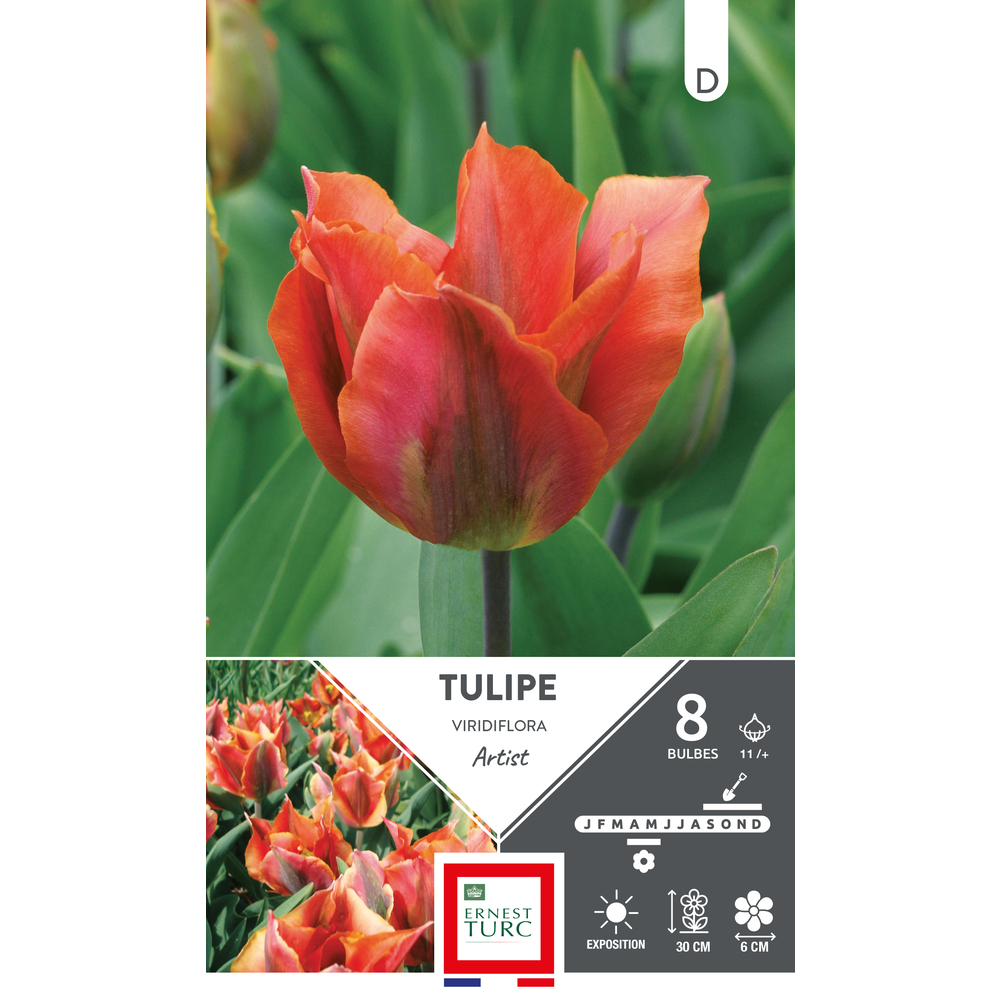 Bulbes de Tulipes Viridiflora artist - coloris orange x8