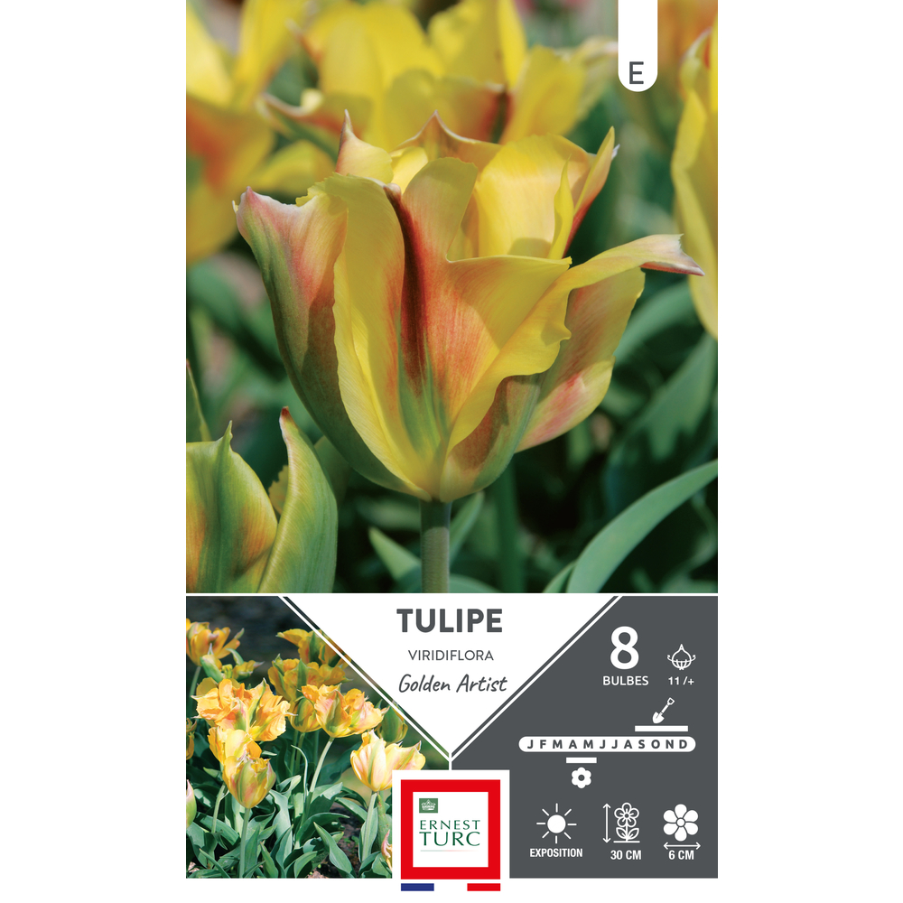 Bulbes de Tulipes Viridiflora golden artist - coloris mixte x8