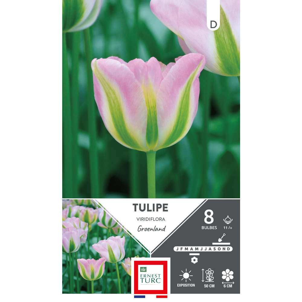 Bulbes de Tulipes Viridiflora Groënland - coloris mixte x8
