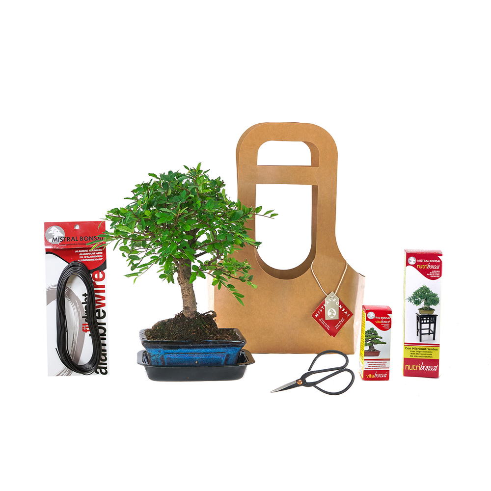 Bonsaï 5 ans d'âge - kit kraft Noël