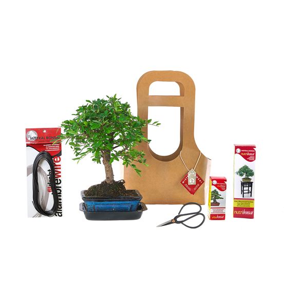Arrosoir Zinc Mistral Bonsái Arrosoir à Bonsaï 0,9 L Gris Petit Arrosoir Plante Interieur Arrosoir Zinc Mistral Bonsái Arrosoir à Bonsaï 0,9 L Gris Petit Arrosoir Plante Interieur