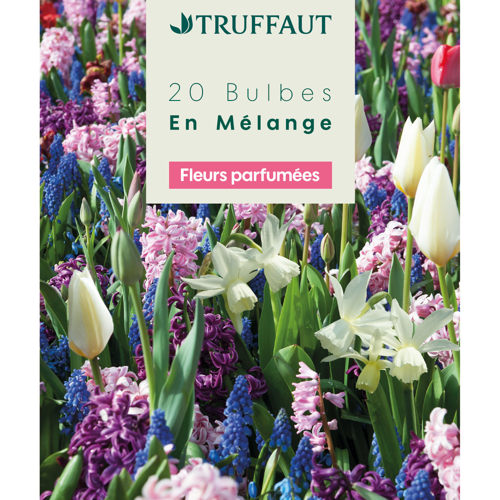 Mélange de bulbes, plantes fleuries de jardin : coloris mixte x20