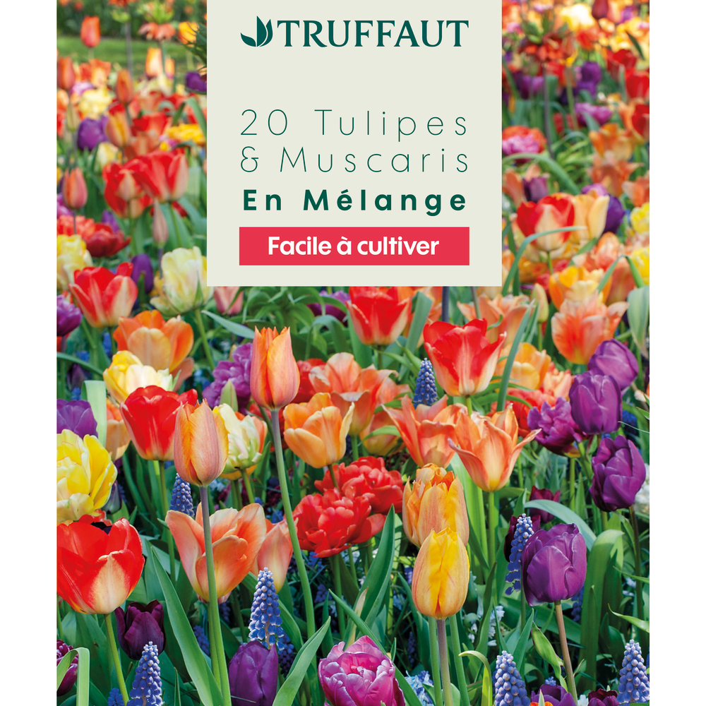 Mélange de bulbes, tulipes et muscaris : coloris mixte x20
