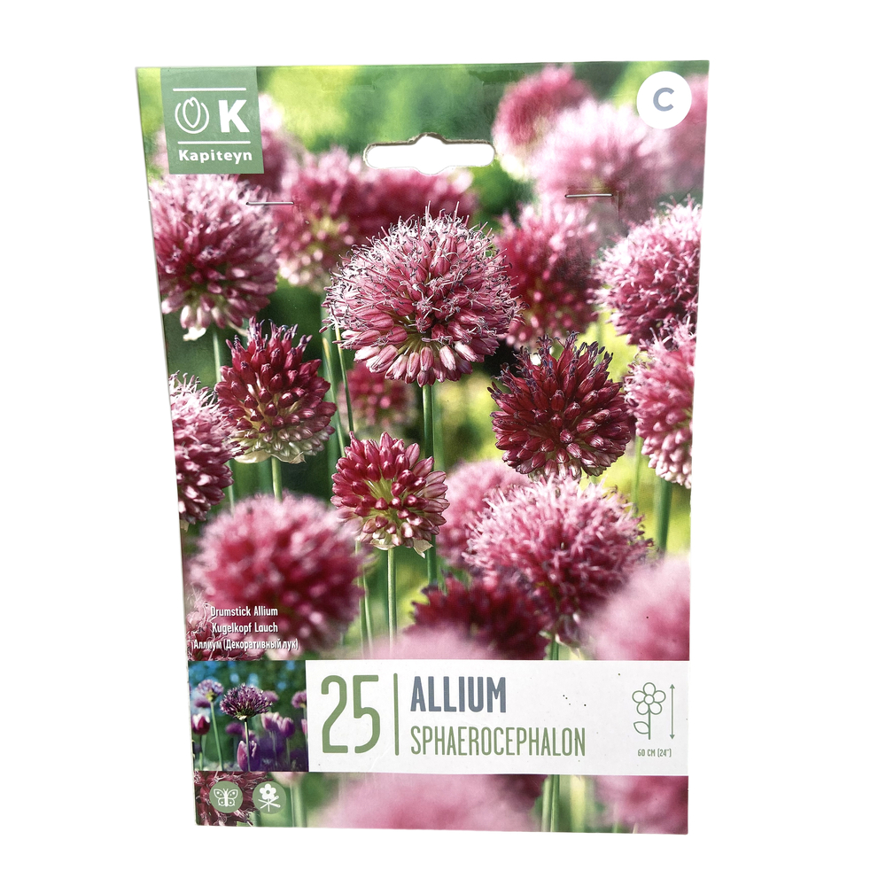 Bulbe d'Allium Sphaerocephalum, coloris mixte : x25