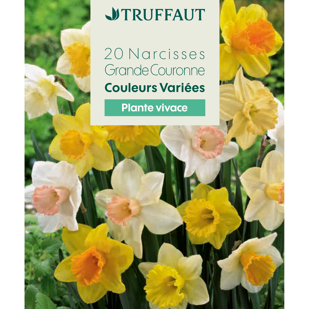 Bulbes de Narcisses, grande couronne - coloris mixte x20