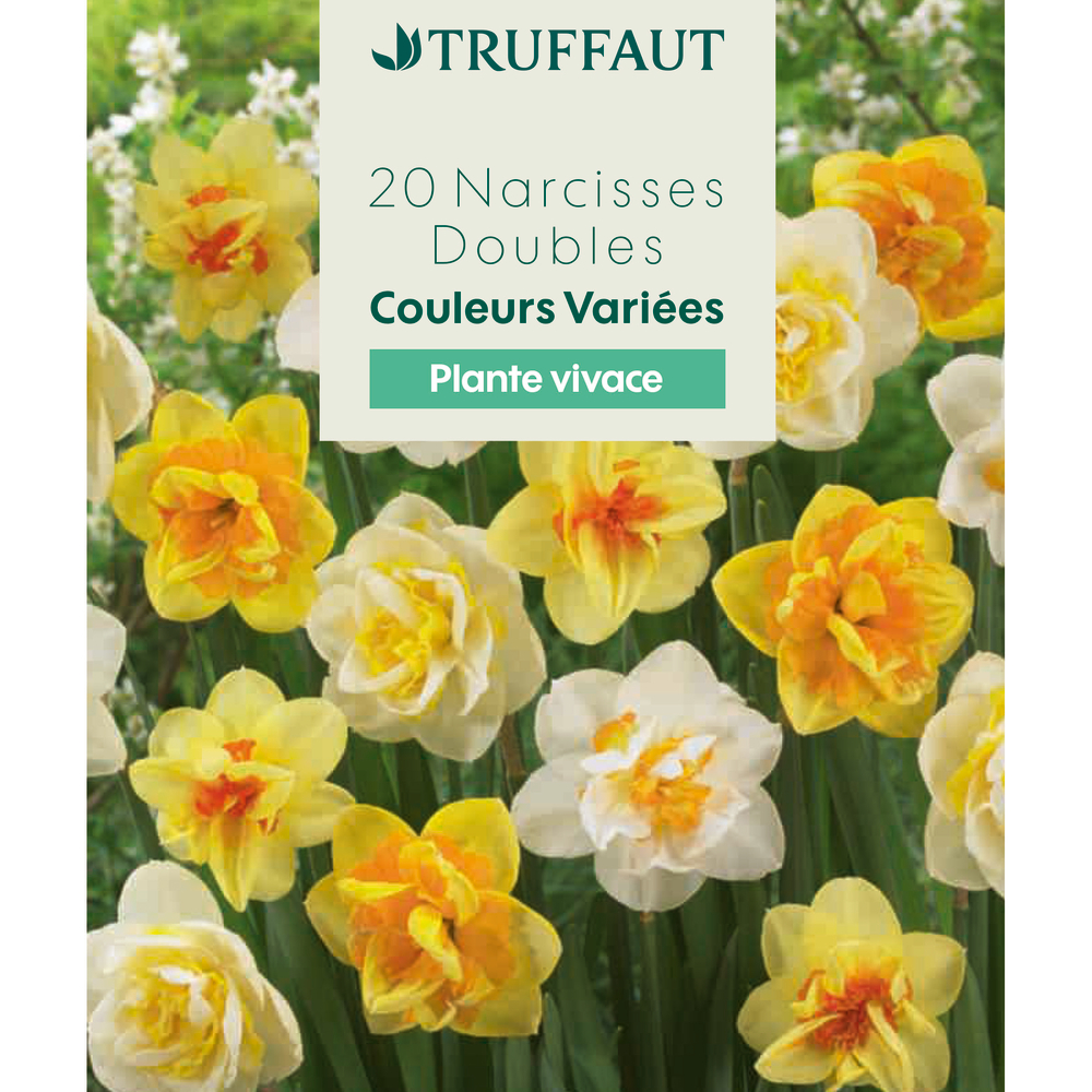 Bulbes de Narcisses doubles variés - coloris mixte x20