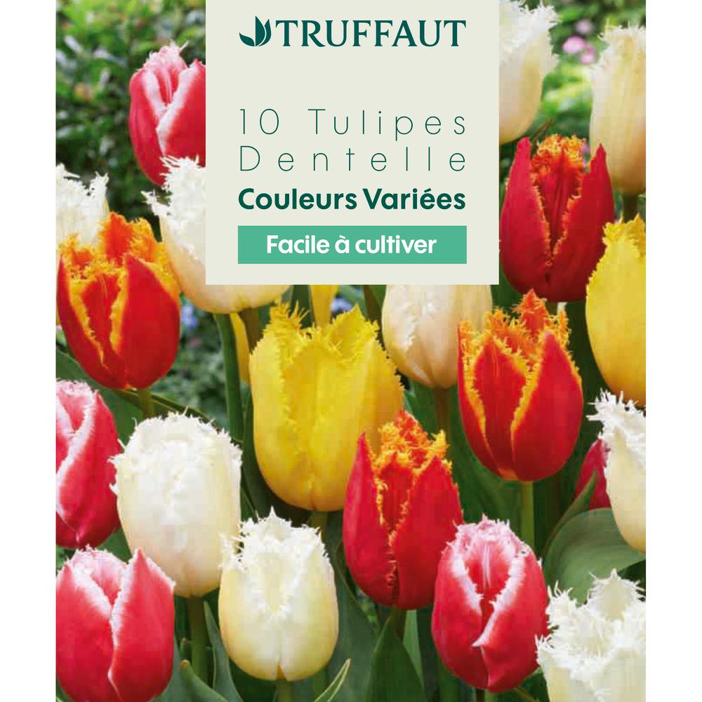 Bulbes de tulipes Dentelle - coloris mixte x10